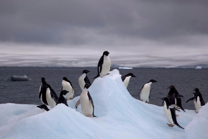 Nome:   antarctica-population-2018.jpg
Visite:  269
Grandezza:  50.0 KB