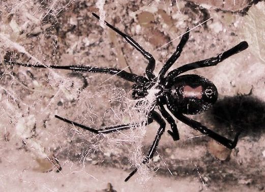 Nome:   713px-Latrodectus_mactans_5.jpg
Visite:  208
Grandezza:  56.9 KB