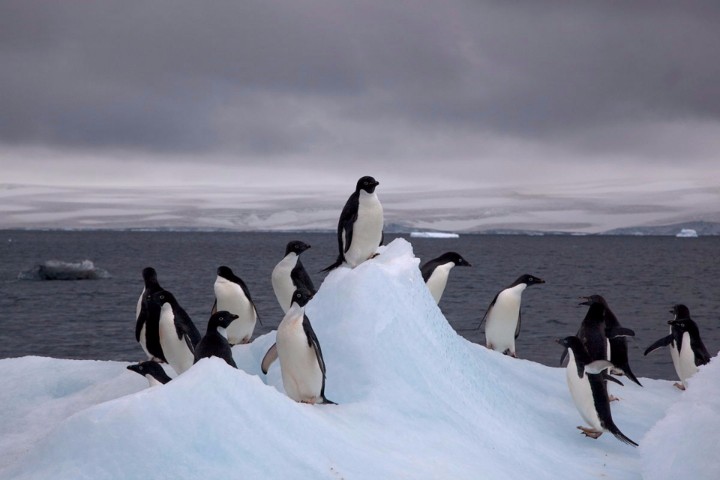 Nome:   antarctica-population-2018.jpg
Visite:  228
Grandezza:  50.0 KB